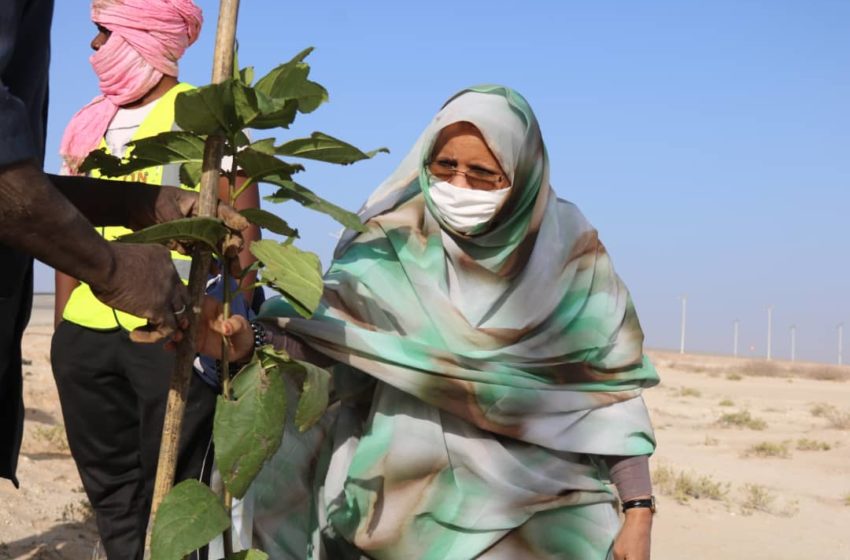  اطلاق المرحلة الثانية من عملية تشجير طريق مطار أم التونسي