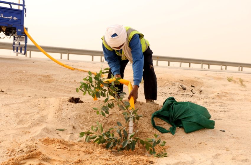  جهة نواكشوط تواصل حملة تشجير طريق المطار